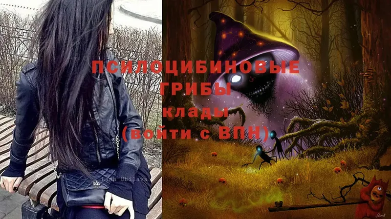 Галлюциногенные грибы Psilocybe  Кисловодск 